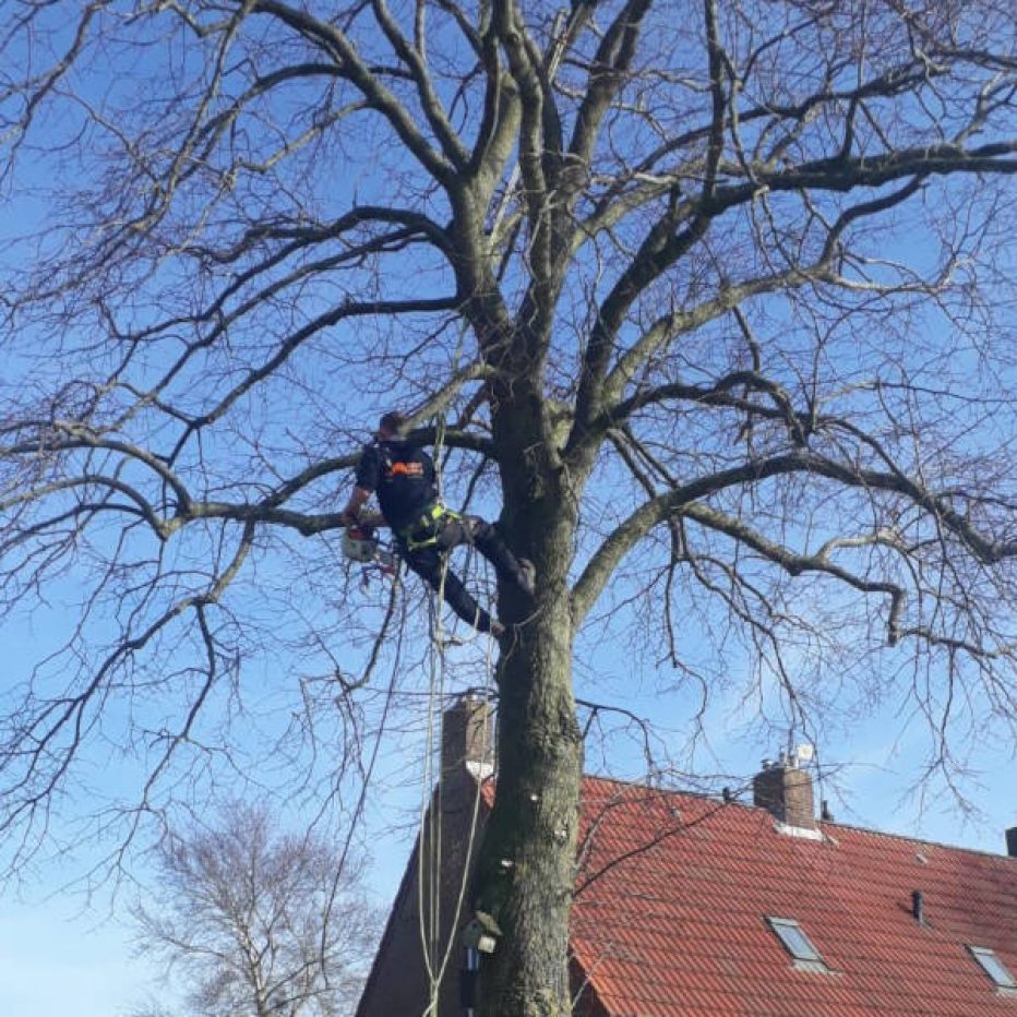 Boomverzorging / snoeien beplanting